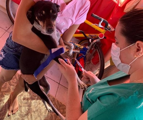 Atendimento domiciliar para animais de estimação cresce na pandemia e se firma em Natal