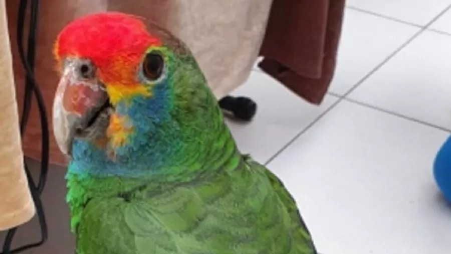 Papagaio é resgatado após gritos de 'socorro' em árvore