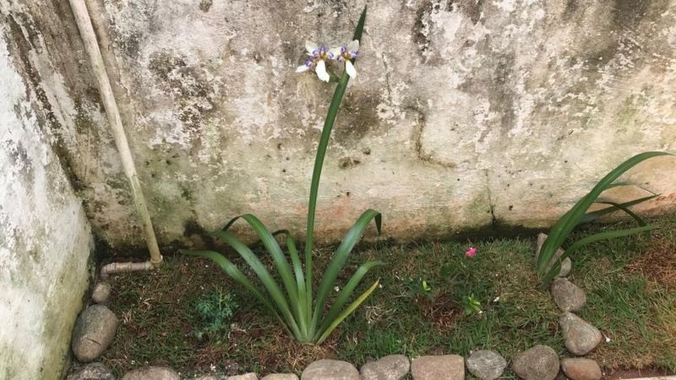 A família que alugou casa e achou proprietária desaparecida enterrada no jardim
