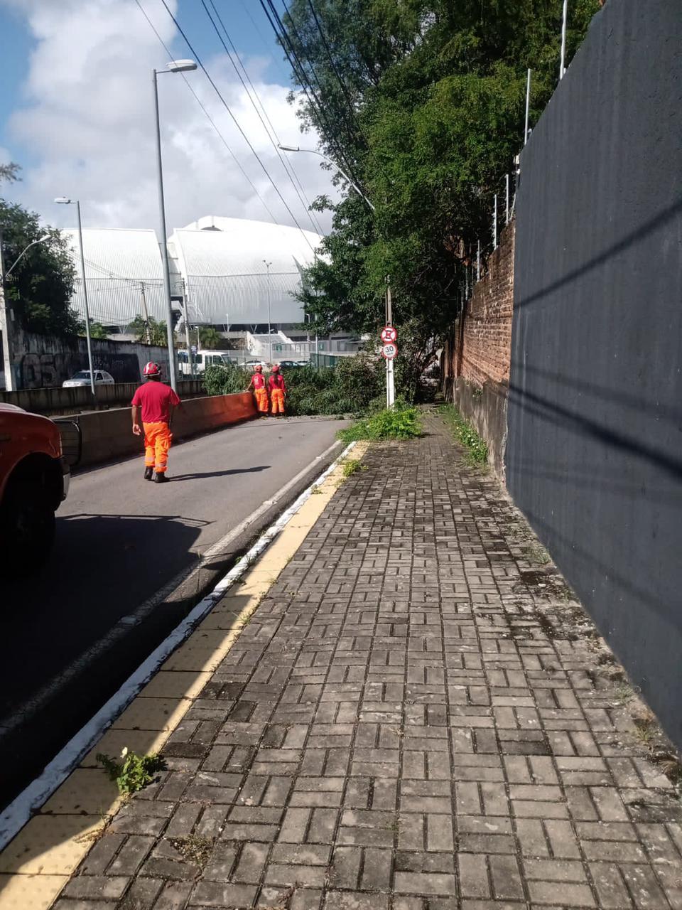 Árvore cai e interdita trânsito em avenida importante de Natal