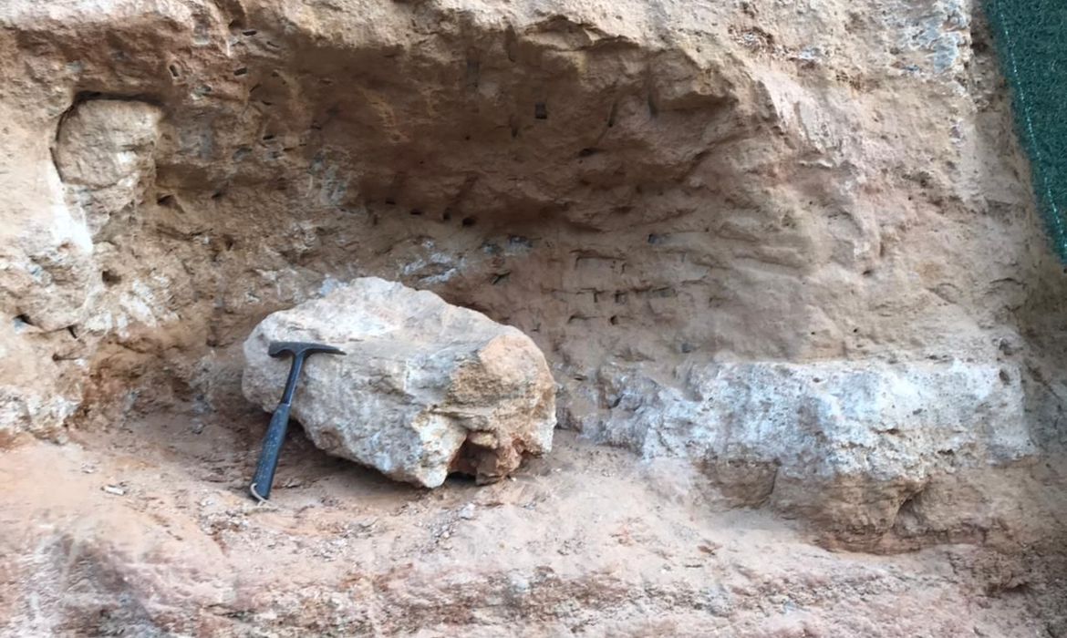 Fóssil de dinossauro é encontrado no Brasil