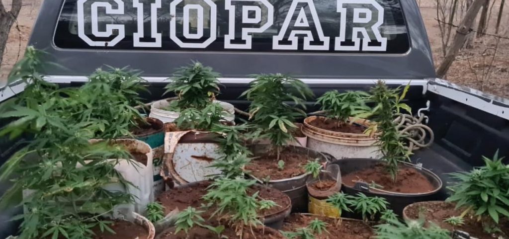 Polícia acha plantação de maconha em fazenda do RN; proprietário suspeita do filho