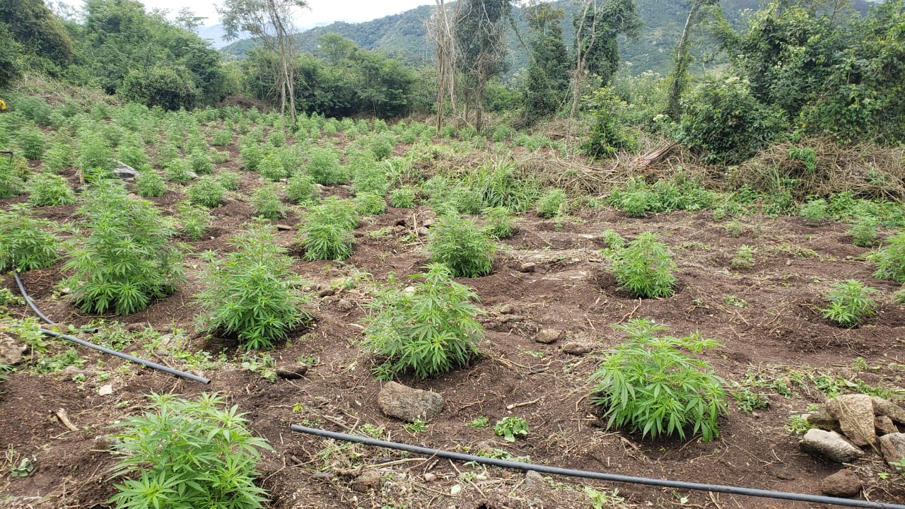 Polícia Civil incinera mais de 20 mil pés de maconha