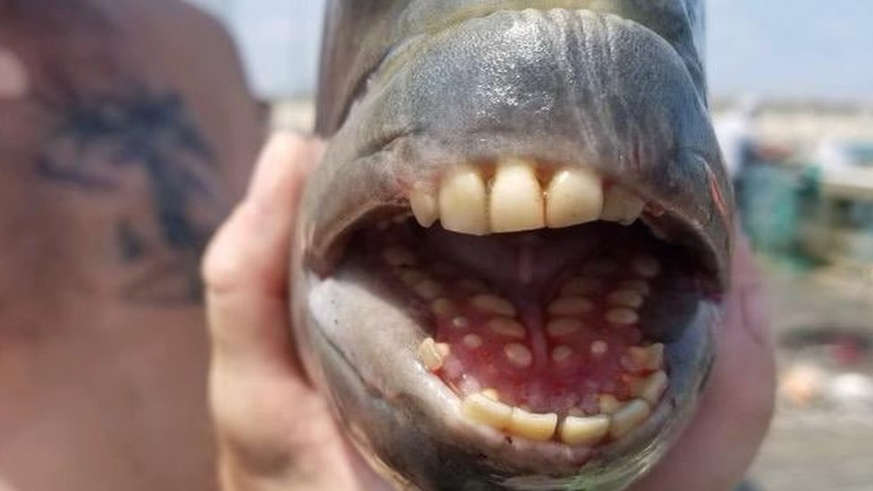 Peixe com dentes 'humanos' é capturado em pescaria nos EUA