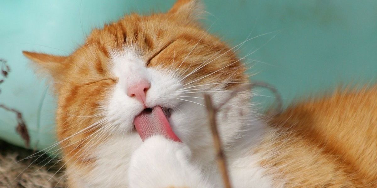 Gatos entram na Justiça contra condomínio que quer impedir presença de animais; entenda