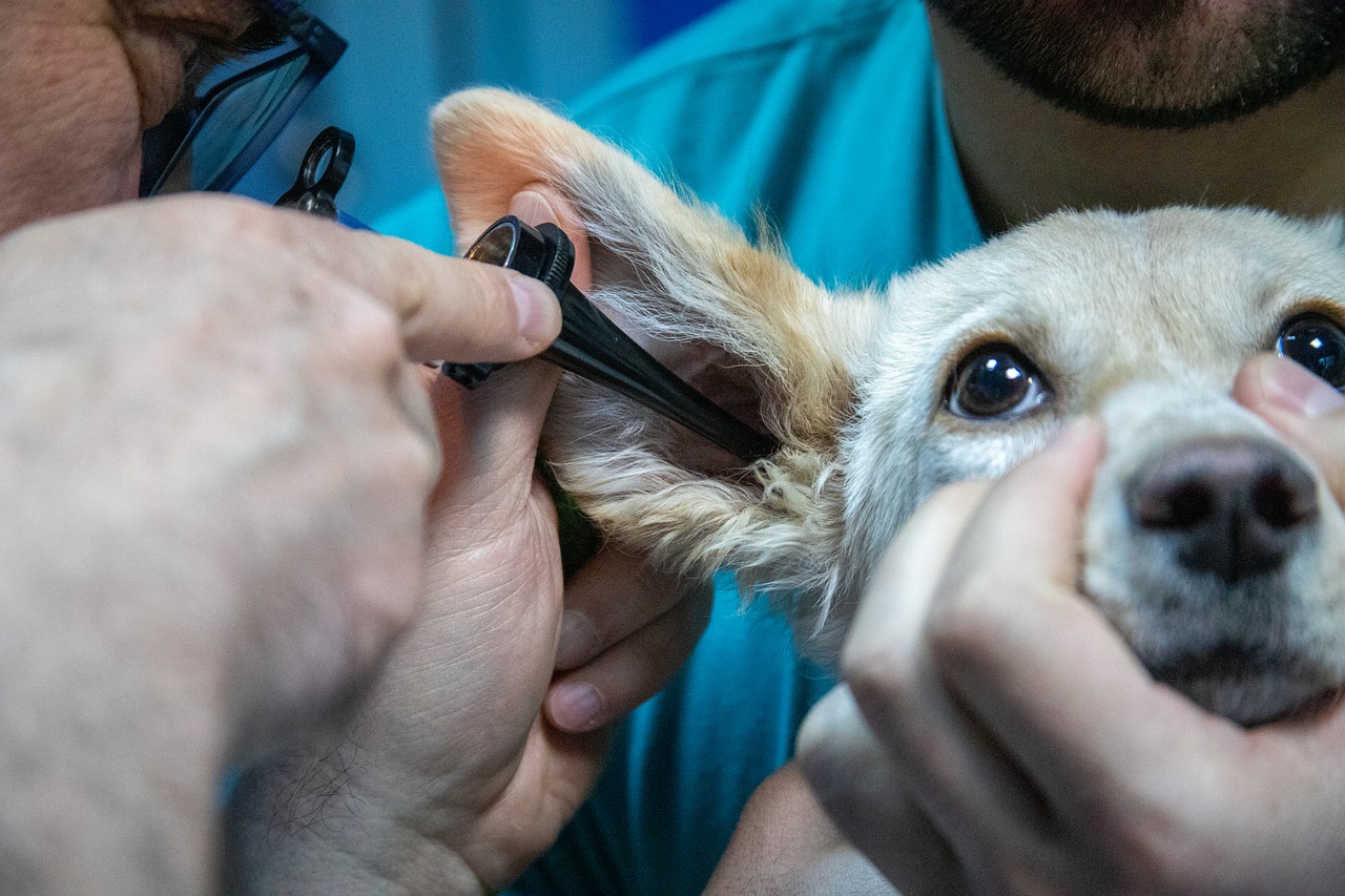 Câmara de Natal aprova projeto para criação de Unidade Básica de Saúde Veterinária