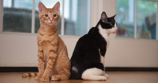 Cientista explica por que os gatos ‘amassam pãozinho’