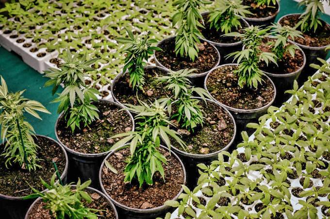 Empresa potiguar abre caminho para regulamentação da Cannabis medicinal
