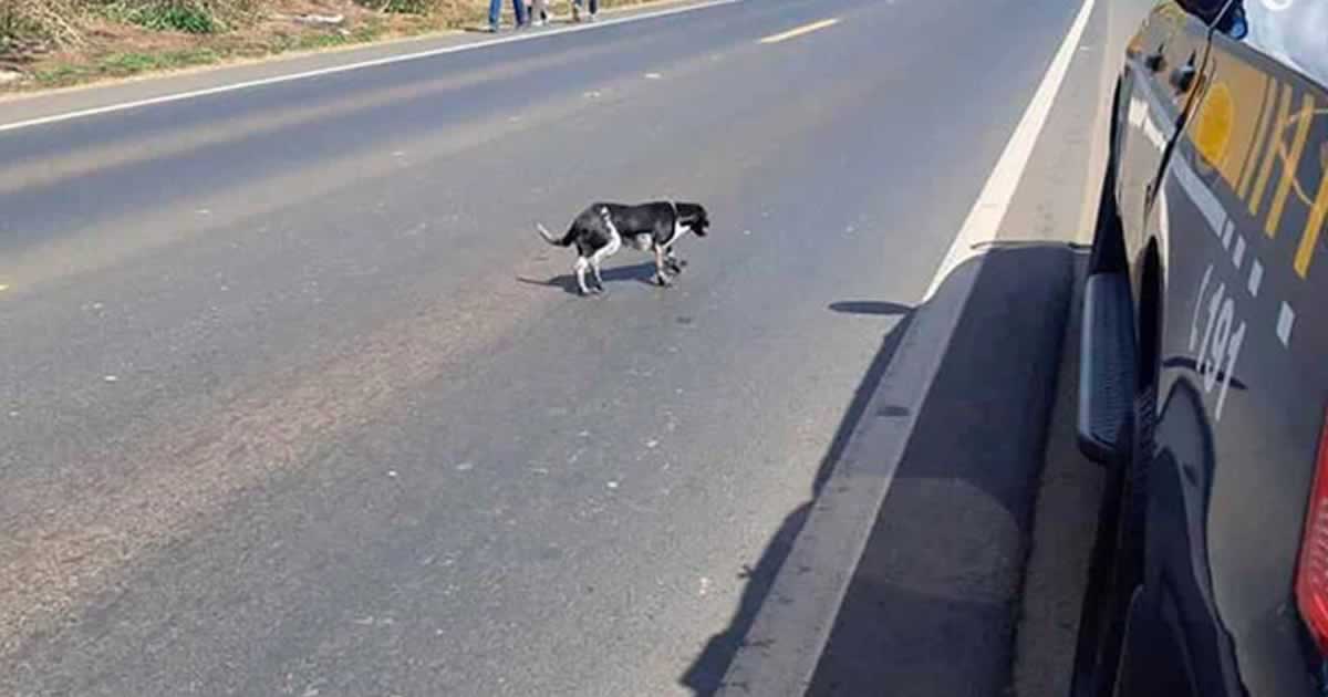 Câmara de Natal aprova lei que obriga motorista que atropelar animal a prestar socorro