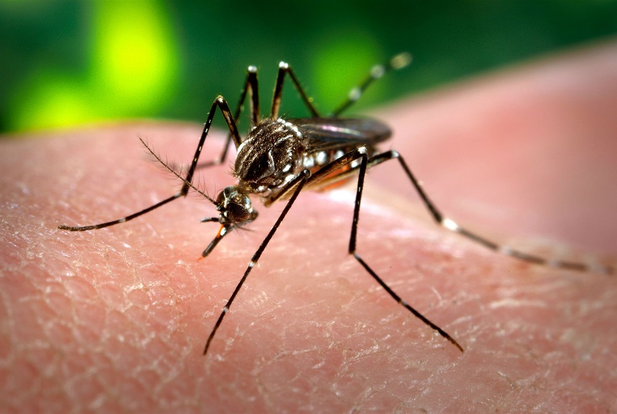 Sesap divulga novos números da dengue no RN e reforça importância dos cuidados