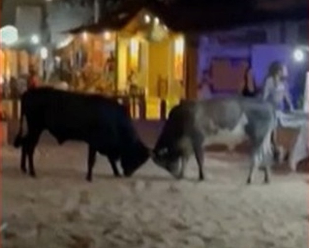 Vídeo: 'briga' de bois assusta pessoas e quebra mesas de bar na Vila de Jericoacoara