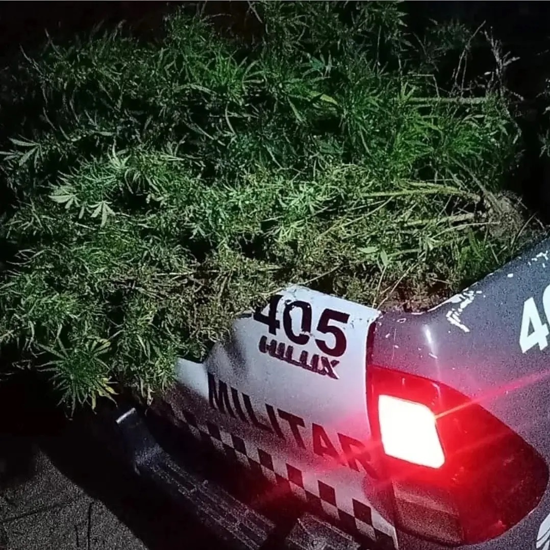 PM apreende 100 pés de maconha em Natal
