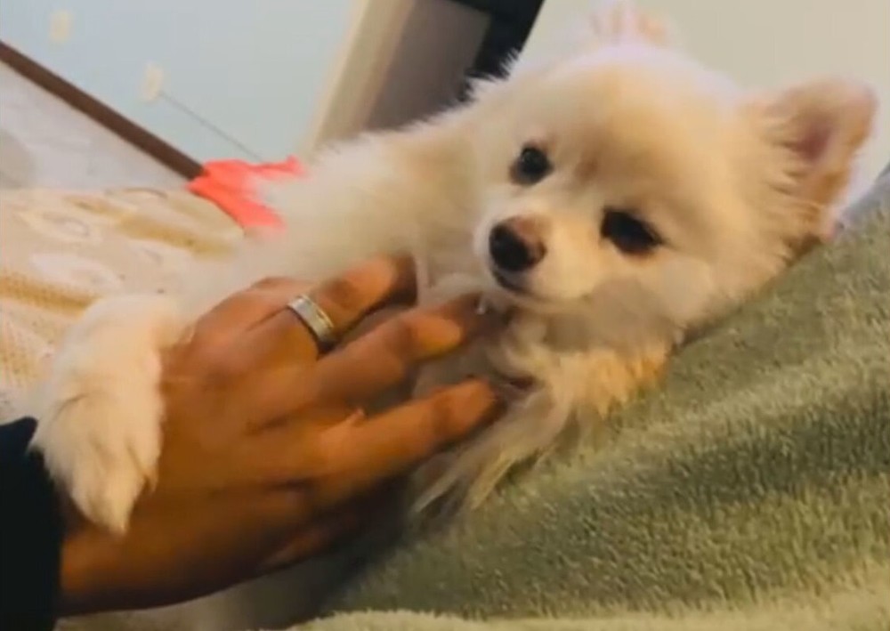 Mulher recebe cachorro morto após banho em pet shop e se desespera