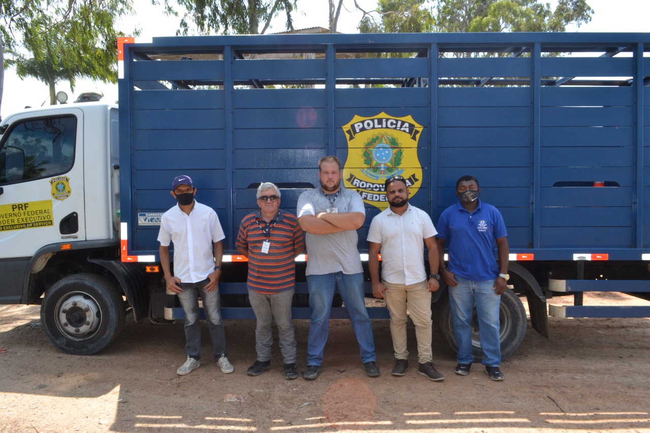 Secretaria de Agricultura de Macaíba inicia trabalho de captura de animais soltos nas ruas