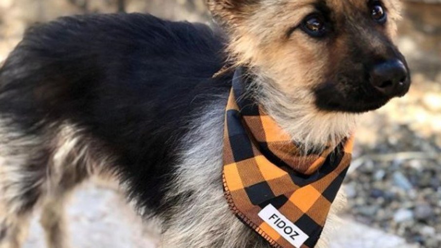 Nanismo hipofisário: síndrome rara deixa cães e gatos com aparência de filhote
