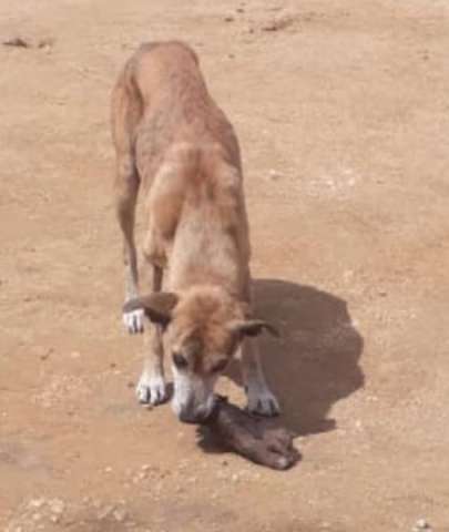 Cachorro é flagrado carregando um pé humano na zona rural de cidade do RN