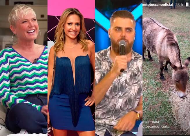 Polêmica aleatória: entenda a confusão que envolve Xuxa, Luisa Mell, Zé Neto e um burro