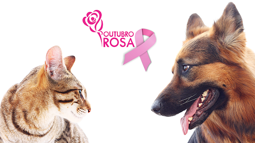 Prevenir o câncer de mama também é o melhor caminho para nossos pets, alerta CRMV-RN