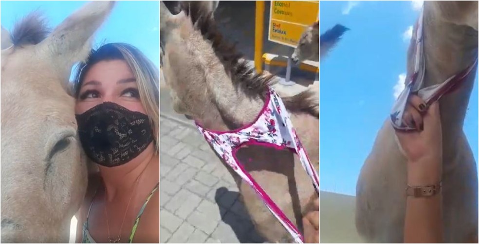Ativista tira calcinha e usa para prender jumento em resgate do animal