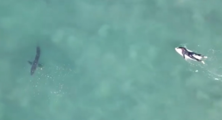 VÍDEO: Tubarão é flagrado nadando perto de surfista; assista