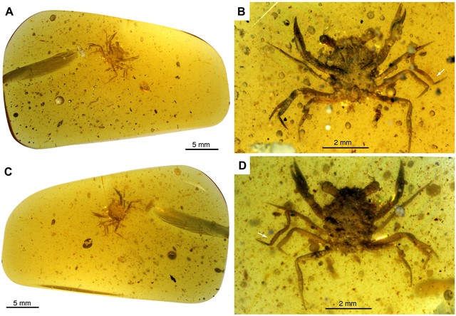 Cientistas encontram caranguejo que viveu na era dos dinossauros
