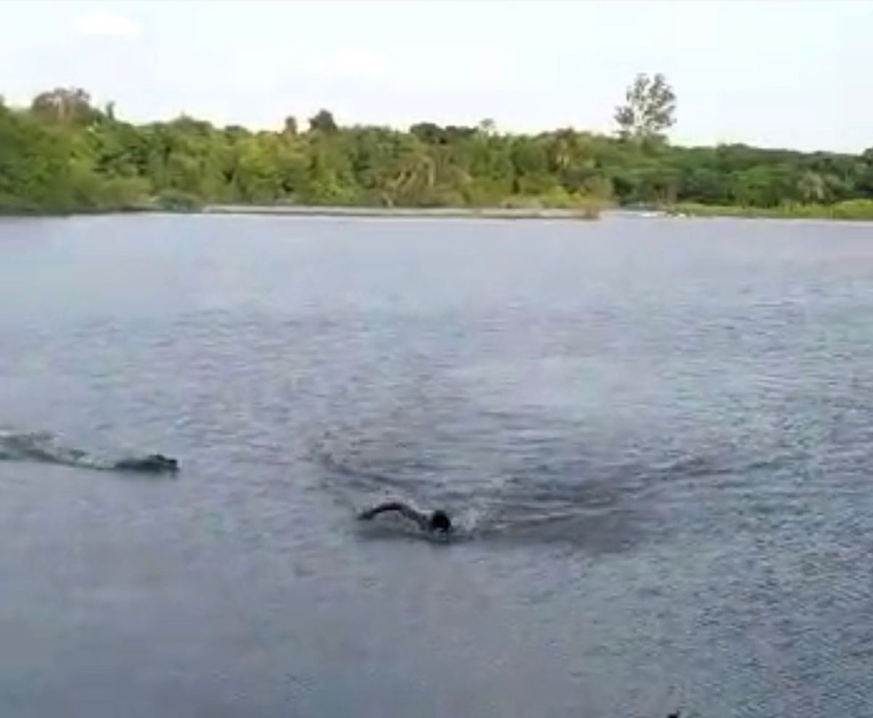 VÍDEO: Homem nada em lago proibido para banho e é atacado por jacaré, em MS; assista