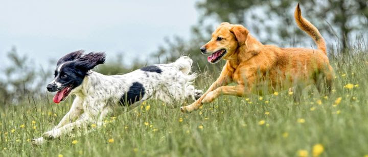 Especialista traz três dicas de cuidados essenciais com os pets que nem todo tutor conhece