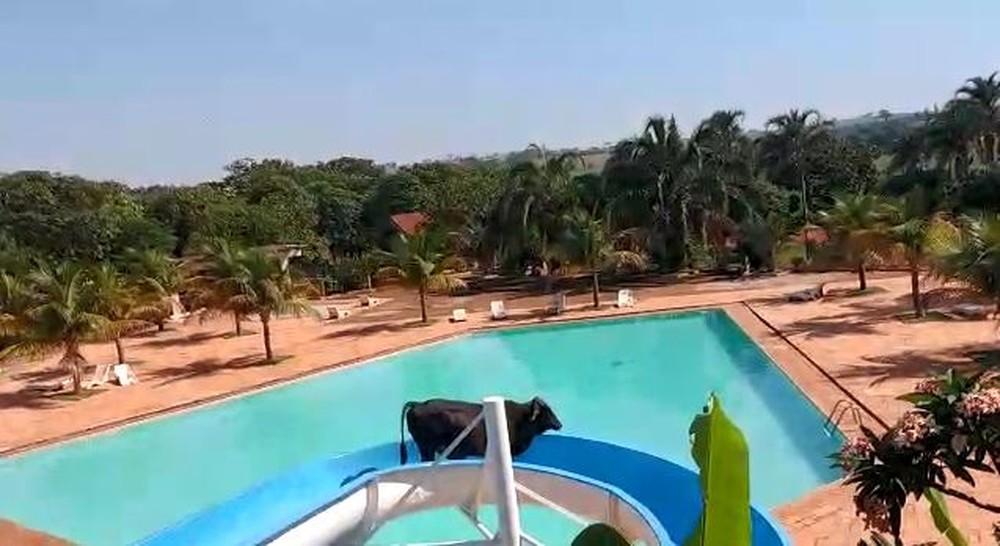 VÍDEO: Vaca é vista escorregando em toboágua de clube no interior de SP