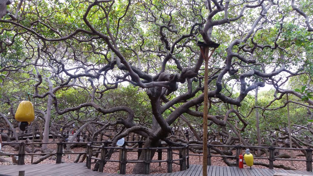 Proclamação da República: Parque das Dunas e Cajueiro de Pirangi funcionam