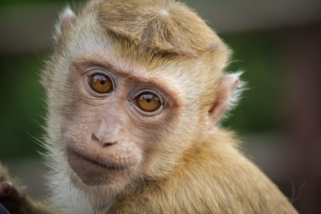 Vacina japonesa mata vírus HIV em macacos