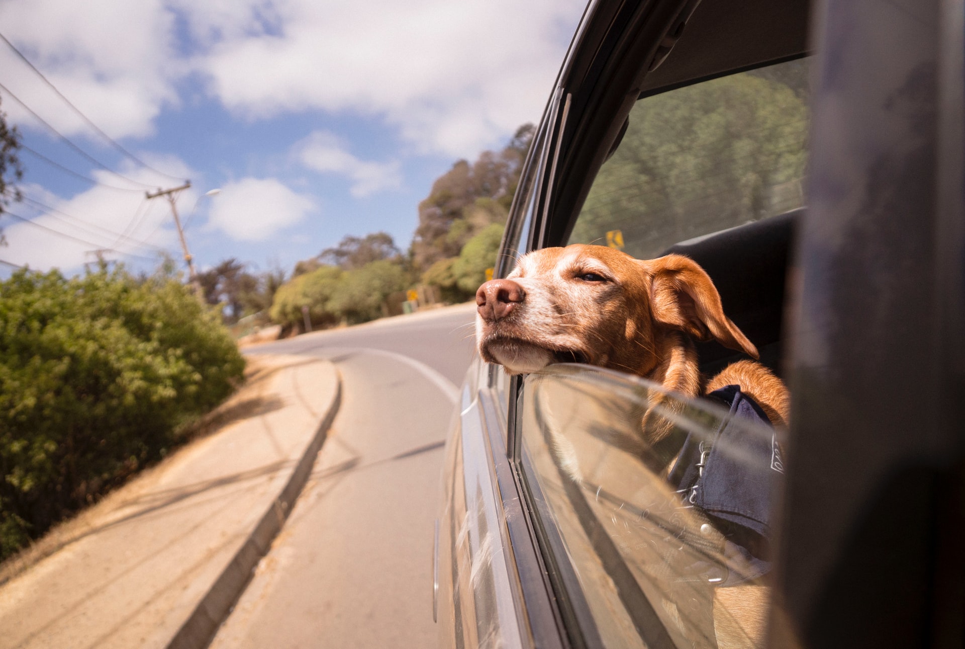Entenda por que seu cão jamais deveria viajar com a cabeça para fora do carro