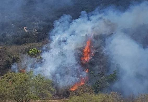 Incêndio de grande proporção atinge Parque da Cidade em Natal