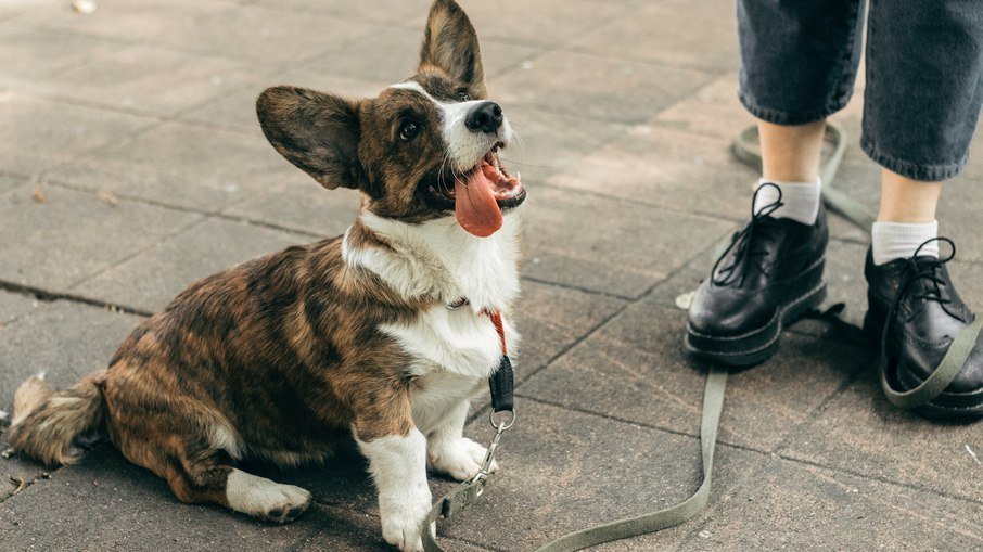Condomínios e prédios não podem vetar presença de pets; conheça outras regras