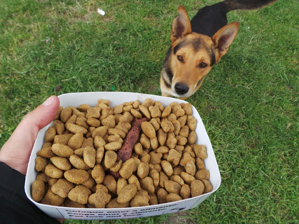 Estudo aponta prática que pode ser a chave para envelhecimento saudável dos cães