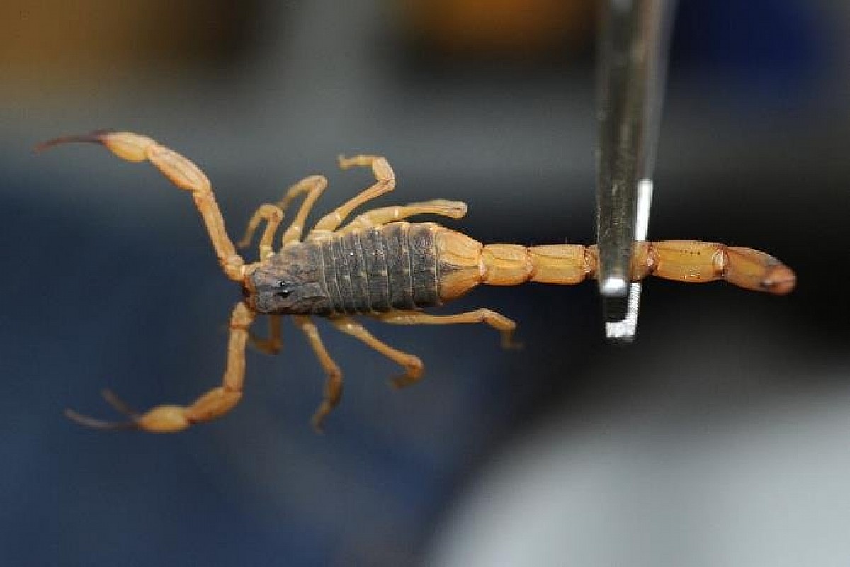 Sesap alerta sobre riscos de acidentes com animais peçonhentos no verão; veja dicas de prevenção