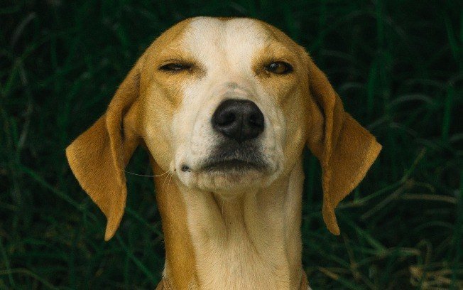 Cachorros que “agarram” as pernas das pessoas não querem sexo; saiba os motivos