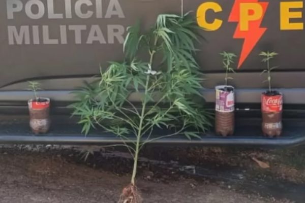 Jovem anuncia “árvore de Natal” para vender maconha e é procurado pela polícia