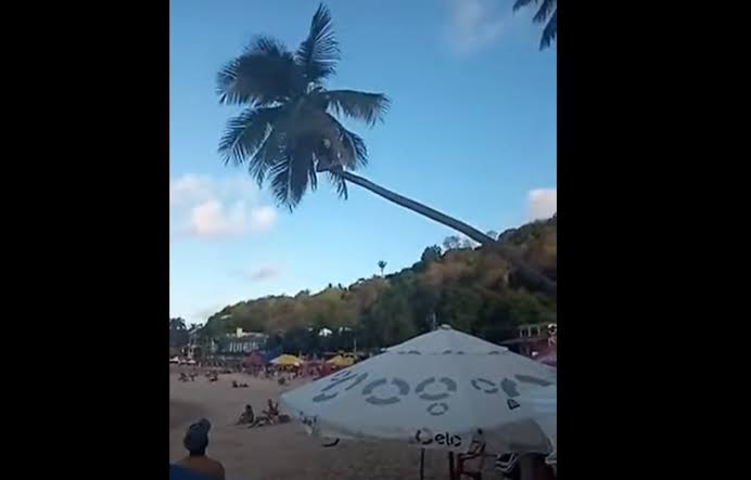 VÍDEO: Homem sofre queda após “coqueiro torto” quebrar na praia de Pipa