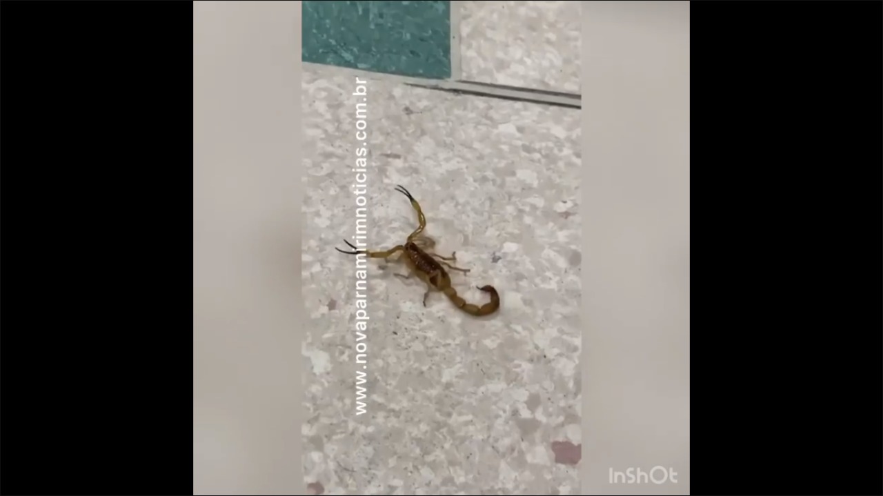 VÍDEO: Escorpião é encontrado no centro cirúrgico de hospital da Grande Natal