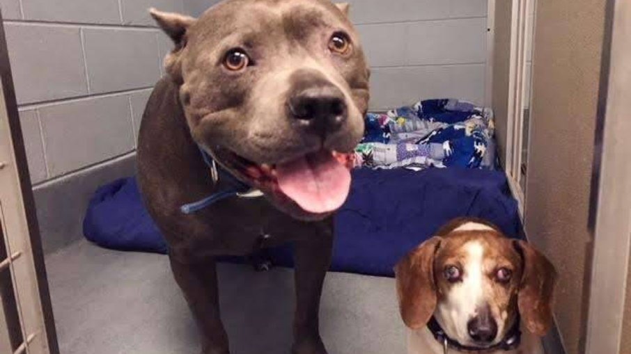 Pitbull não aceita ser adotado a menos que amigo cego seja também