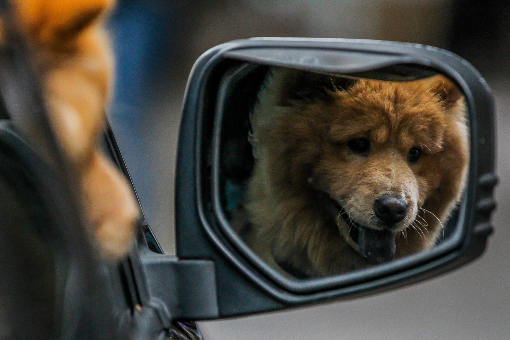 Pet deve ficar seguro e confortável em viagens; veja dicas para o transporte