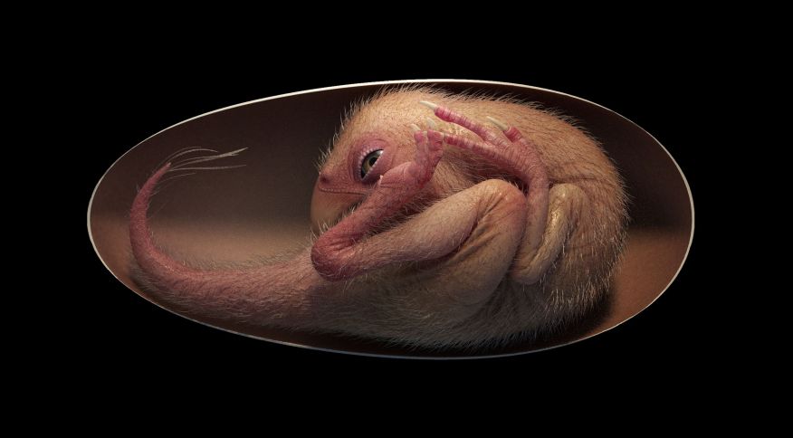 FOTO: Dinossauro bebê perfeitamente preservado é descoberto enrolado dentro de ovo
