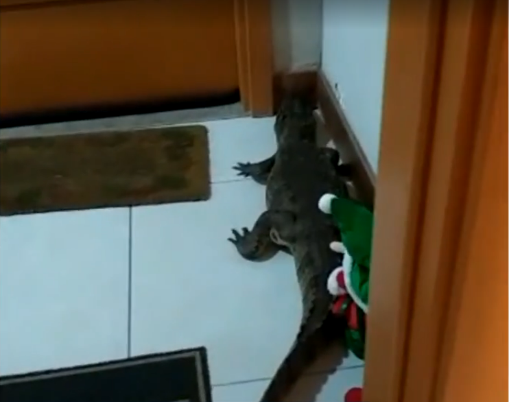 Morador de prédio é surpreendido por jacaré na porta de casa