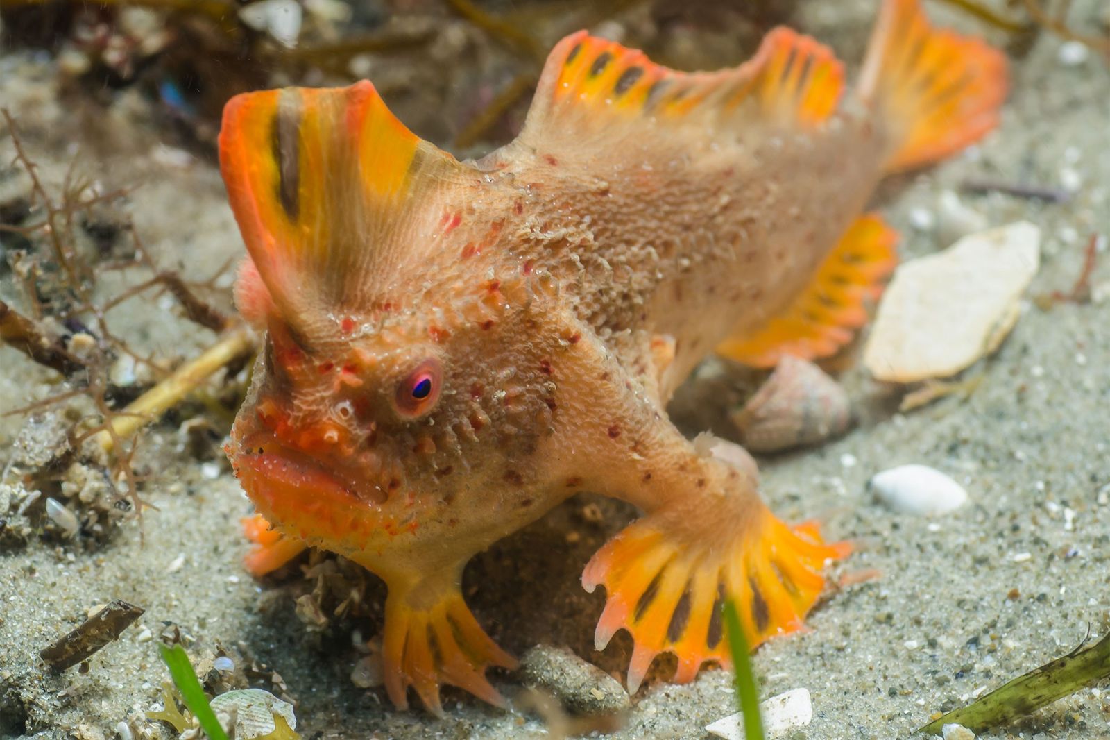 Peixe com mãos? Animal marinho é encontrado pela primeira vez em 20 anos