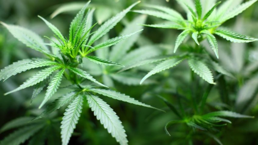 Anvisa autoriza novo produto medicinal à base de maconha