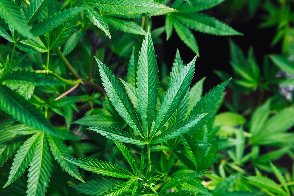 Lei autoriza uso medicinal de cannabis para tratamentos de saúde no Rio Grande do Norte