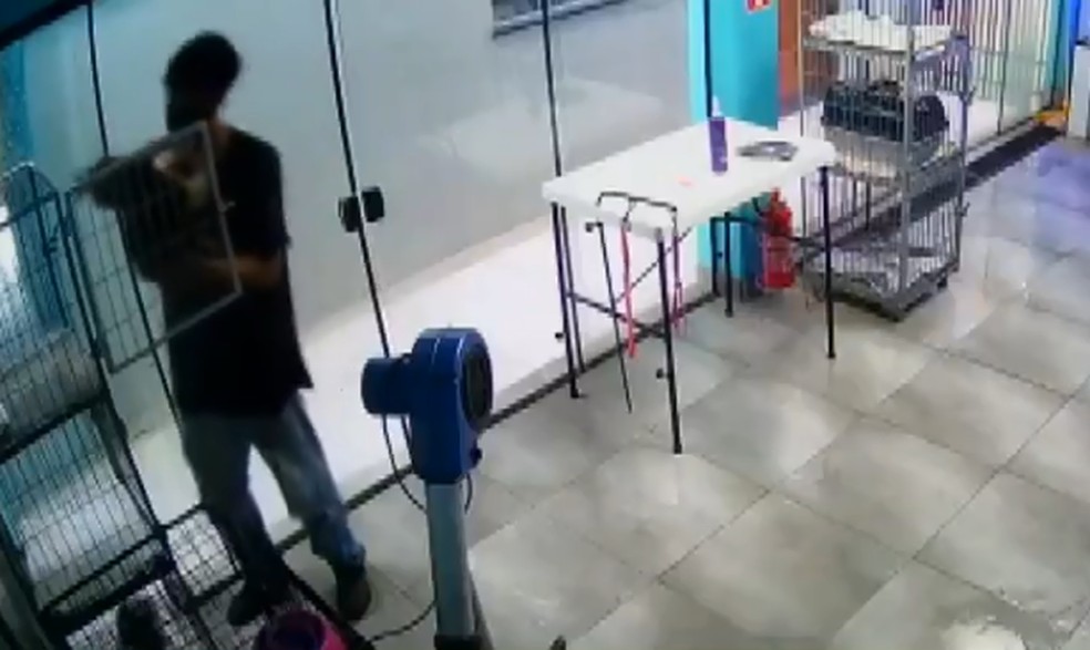 Câmeras flagram funcionário de pet shop dançando com cadela; imagens viralizaram