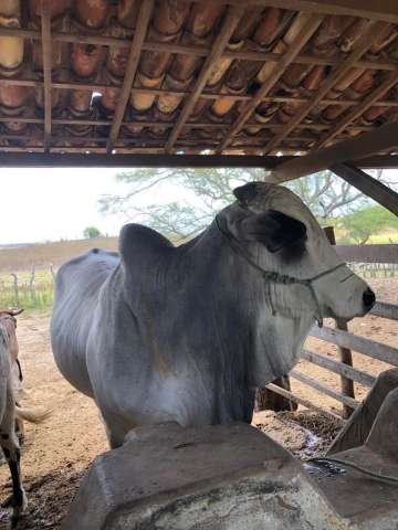 Bandidos roubam touros de fazenda em Taipu
