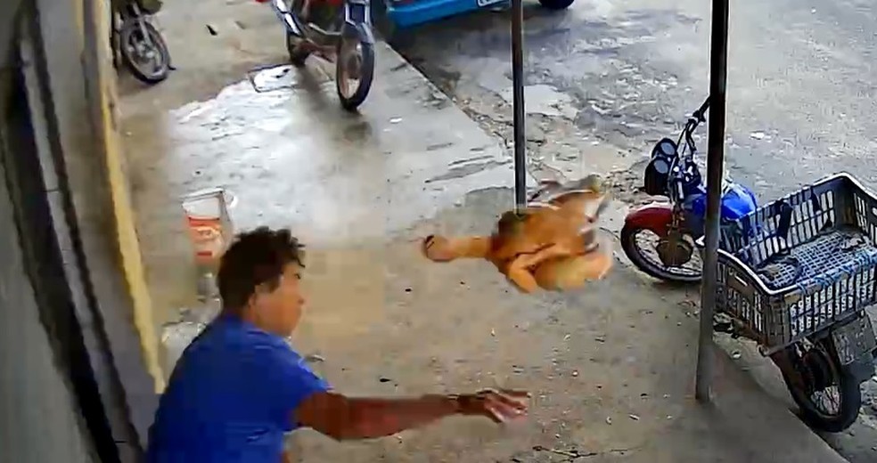 VÍDEO: Homem joga frango abatido contra assaltante para evitar fuga