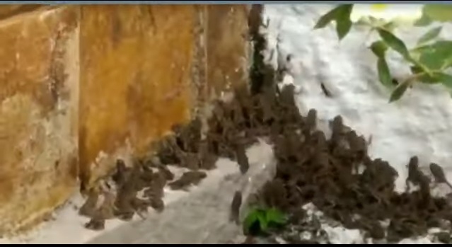 VÍDEO: Casa é invadida por centenas de filhotes de sapo na Grande Natal